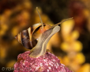 Snail
Olympic Peninsula, WA, U.S.A. by Tom Radio 